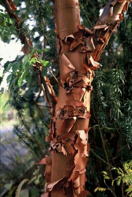 Papieresdoorn Acer griseum Struik 100-125 Pot C12 Acer griseum struik 100-125 cm