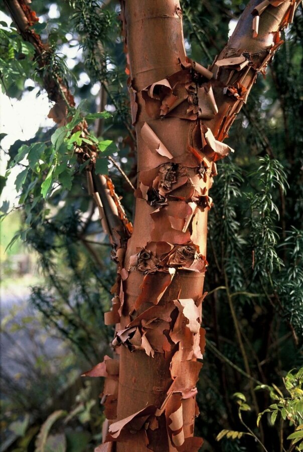 Papieresdoorn Acer griseum Struik 40-50 Pot C3 Acer griseum struik 50-60 cm