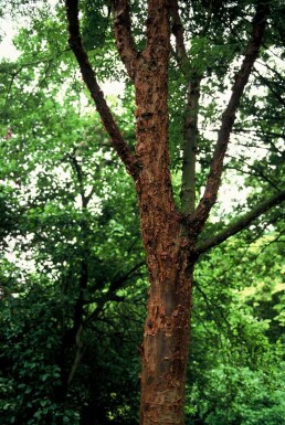 Acer griseum C3 50-60