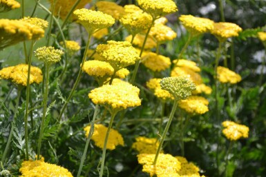 Duizendblad Achillea filipendulina 'Cloth of Gold' 5-10 Pot P9 Achillea filipendulina 'Cloth of Gold'