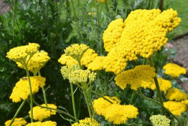 Duizendblad Achillea filipendulina 'Cloth of Gold' 5-10 Pot P9 Achillea filipendulina 'Cloth of Gold'