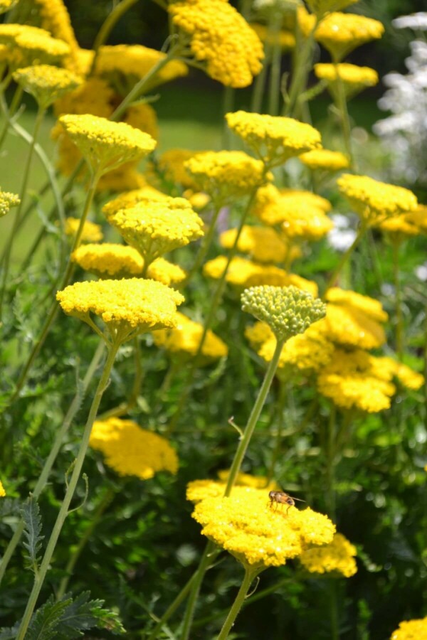 Duizendblad Achillea filipendulina 'Cloth of Gold' 5-10 Pot P9 Achillea filipendulina 'Cloth of Gold'