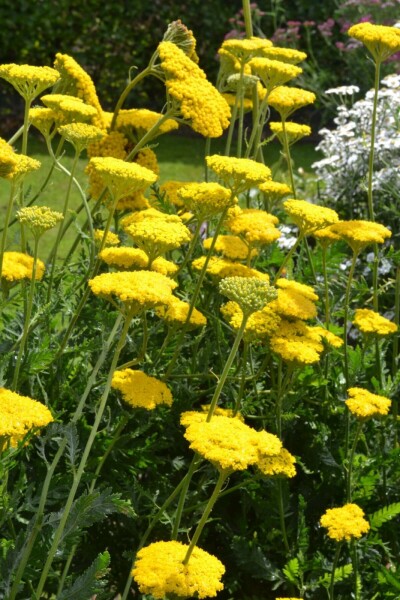 Duizendblad Achillea filipendulina 'Cloth of Gold' 5-10 Pot P9 Achillea filipendulina 'Cloth of Gold'