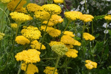 Duizendblad Achillea filipendulina 'Cloth of Gold' 5-10 Pot P9 Achillea filipendulina 'Cloth of Gold'