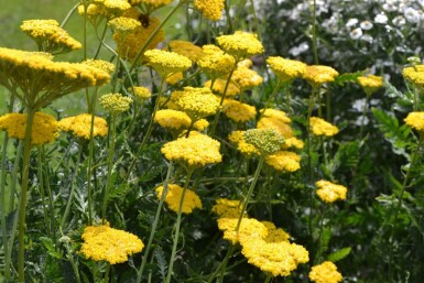 Duizendblad Achillea filipendulina 'Cloth of Gold' 5-10 Pot P9 Achillea filipendulina 'Cloth of Gold'