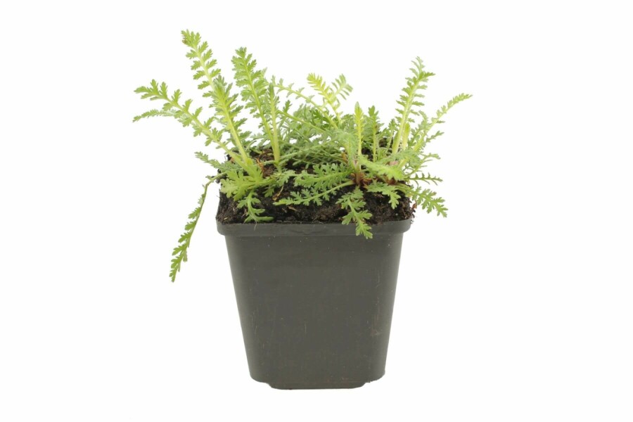 Duizendblad Achillea filipendulina 'Cloth of Gold' 5-10 Pot P9 Achillea filipendulina 'Cloth of Gold'