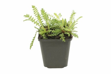 Duizendblad Achillea filipendulina 'Cloth of Gold' 5-10 Pot P9 Achillea filipendulina 'Cloth of Gold'