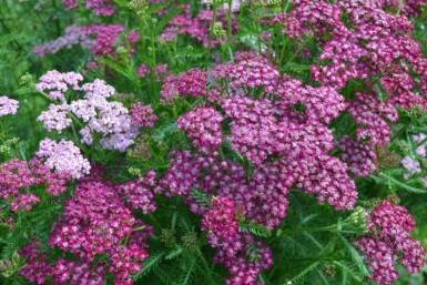 Duizendblad Achillea millefolium 'Cerise Queen' 10-15 Pot C2 Achillea millefolium 'Cerise Queen'