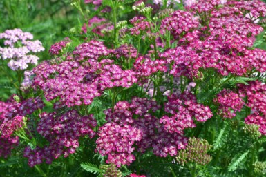 Duizendblad Achillea millefolium 'Cerise Queen' 5-10 Pot P9 Achillea millefolium 'Cerise Queen'