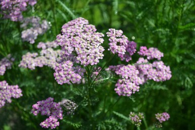Duizendblad Achillea millefolium 'Cerise Queen' 5-10 Pot P9 Achillea millefolium 'Cerise Queen'