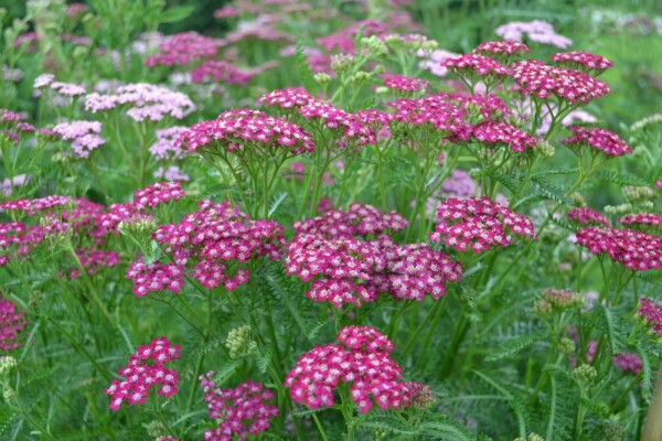 Duizendblad Achillea millefolium 'Cerise Queen' 5-10 Pot P9 Achillea millefolium 'Cerise Queen'