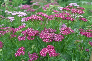 Duizendblad Achillea millefolium 'Cerise Queen' 5-10 Pot P9 Achillea millefolium 'Cerise Queen'