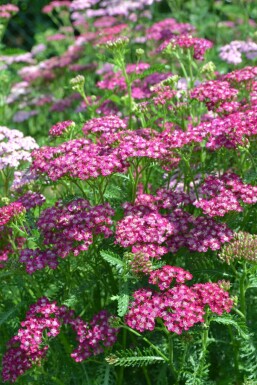 Duizendblad Achillea millefolium 'Cerise Queen' 5-10 Pot P9 Achillea millefolium 'Cerise Queen'