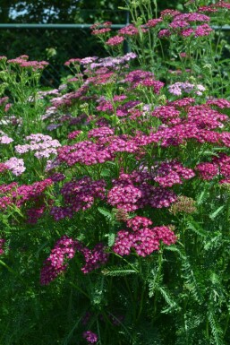 Duizendblad Achillea millefolium 'Cerise Queen' 5-10 Pot P9 Achillea millefolium 'Cerise Queen'