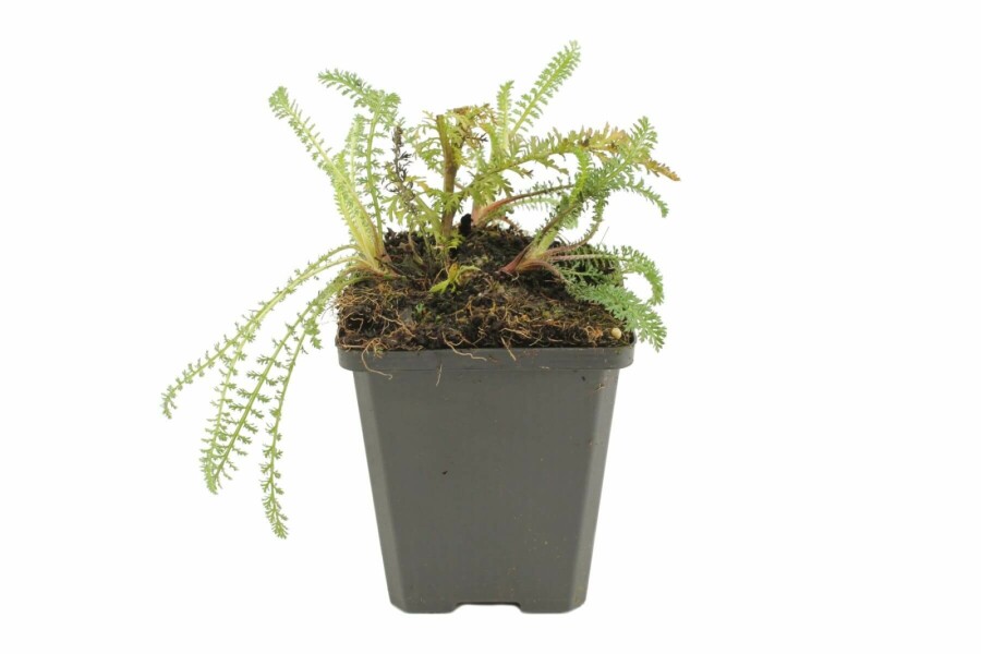 Duizendblad Achillea millefolium 'Red Velvet' 5-10 Pot P9 Achillea millefolium 'Red Velvet'