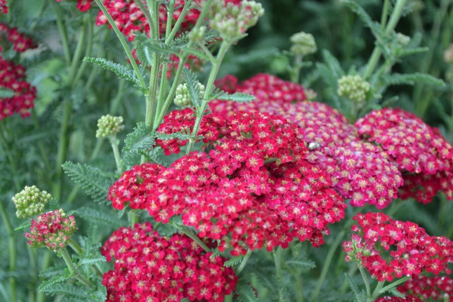 Duizendblad Achillea millefolium 'Red Velvet' 5-10 Pot P9 Achillea millefolium 'Red Velvet'