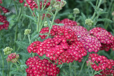 Duizendblad Achillea millefolium 'Red Velvet' 5-10 Pot P9 Achillea millefolium 'Red Velvet'
