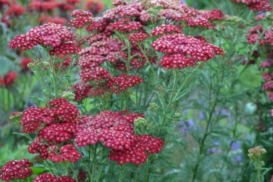 Duizendblad Achillea millefolium 'Red Velvet' 5-10 Pot P9 Achillea millefolium 'Red Velvet'