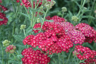 Duizendblad Achillea millefolium 'Red Velvet' 5-10 Pot P9 Achillea millefolium 'Red Velvet'