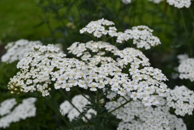 Duizendblad Achillea millefolium 'Schneetaler' 5-10 Pot P9 Achillea millefolium 'Schneetaler'