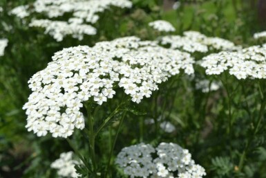 Duizendblad Achillea millefolium 'Schneetaler' 5-10 Pot P9 Achillea millefolium 'Schneetaler'