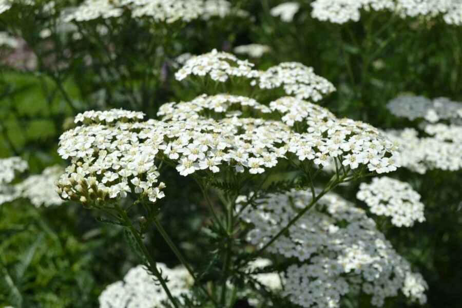 Duizendblad Achillea millefolium 'Schneetaler' 5-10 Pot P9 Achillea millefolium 'Schneetaler'