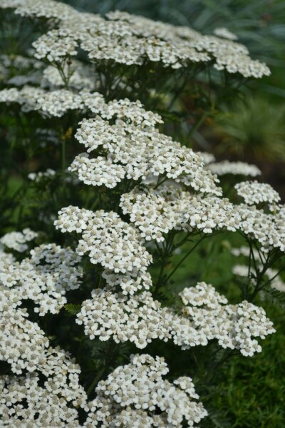 Duizendblad Achillea millefolium 'Schneetaler' 5-10 Pot P9 Achillea millefolium 'Schneetaler'