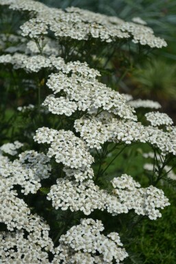 Duizendblad Achillea millefolium 'Schneetaler' 5-10 Pot P9 Achillea millefolium 'Schneetaler'