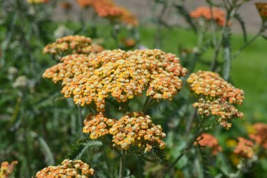 Duizendblad Achillea millefolium 'Terracotta' 5-10 Pot P9 Achillea millefolium 'Terracotta'