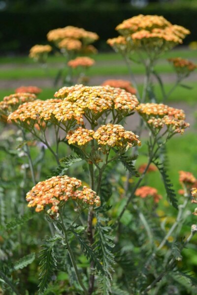 Duizendblad Achillea millefolium 'Terracotta' 5-10 Pot P9 Achillea millefolium 'Terracotta'
