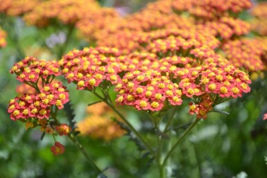 Duizendblad Achillea millefolium 'Walther Funcke' 5-10 Pot P9 Achillea millefolium 'Walther Funcke'