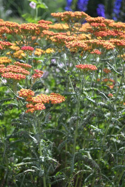 Duizendblad Achillea millefolium 'Walther Funcke' 5-10 Pot P9 Achillea millefolium 'Walther Funcke'