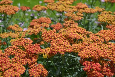 Duizendblad Achillea millefolium 'Walther Funcke' 5-10 Pot P9 Achillea millefolium 'Walther Funcke'