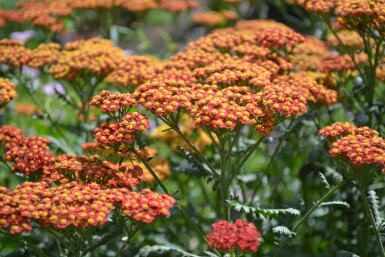 Duizendblad Achillea millefolium 'Walther Funcke' 5-10 Pot P9 Achillea millefolium 'Walther Funcke'