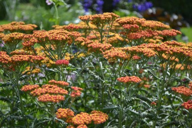 Duizendblad Achillea millefolium 'Walther Funcke' 5-10 Pot P9 Achillea millefolium 'Walther Funcke'
