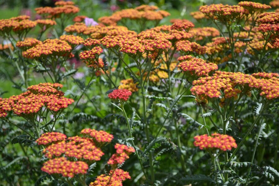 Duizendblad Achillea millefolium 'Walther Funcke' 5-10 Pot P9 Achillea millefolium 'Walther Funcke'