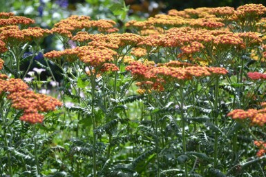 Duizendblad Achillea millefolium 'Walther Funcke' 5-10 Pot P9 Achillea millefolium 'Walther Funcke'
