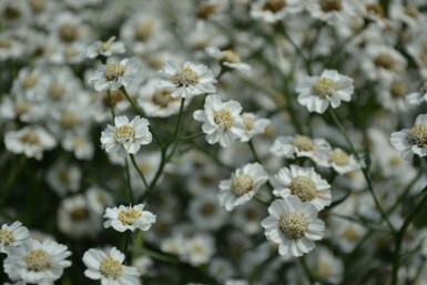 Duizendblad Achillea ptarmica 'The Pearl' 5-10 Pot P9 Achillea ptarmica 'The Pearl'