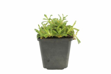 Duizendblad Achillea tomentosa 5-10 Pot P9 Achillea tomentosa