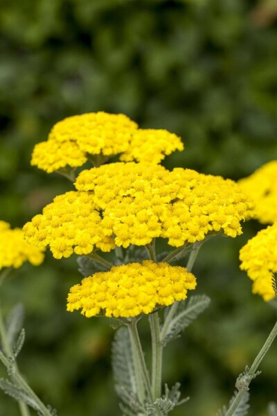 Duizendblad Achillea tomentosa 5-10 Pot P9 Achillea tomentosa