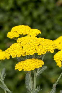 Duizendblad Achillea tomentosa 5-10 Pot P9