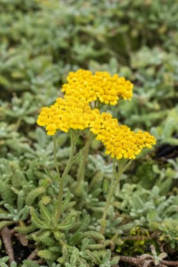 Duizendblad Achillea tomentosa 5-10 Pot P9 Achillea tomentosa
