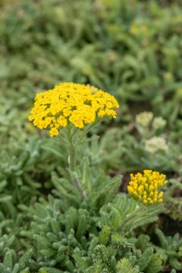 Duizendblad Achillea tomentosa 5-10 Pot P9 Achillea tomentosa