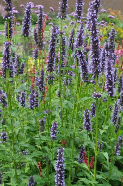 Dropplant Agastache 'Black Adder' 5-10 Pot P9 Agastache 'Black Adder'