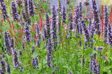 Dropplant Agastache 'Black Adder' 5-10 Pot P9 Agastache 'Black Adder'