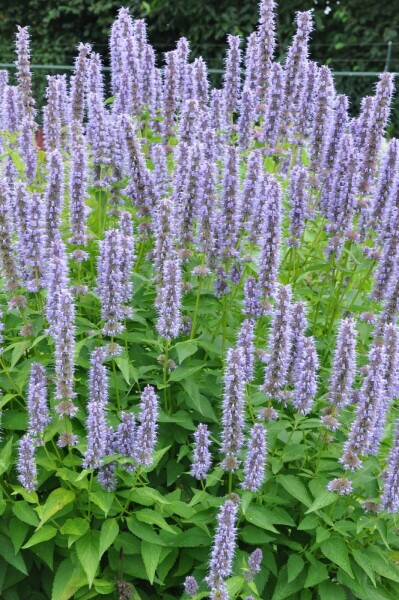 Dropplant Agastache 'Blue Fortune' 5-10 Pot P9 Agastache 'Blue Fortune'