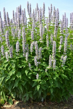 Dropplant Agastache 'Blue Fortune' 5-10 Pot P9 Agastache 'Blue Fortune'