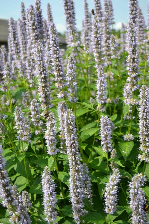 Dropplant Agastache 'Blue Fortune' 5-10 Pot P9 Agastache 'Blue Fortune'
