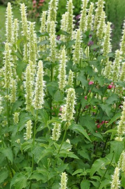 Agastache rugosa 'Alabaster'