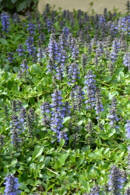 Kruipend zenegroen Ajuga reptans 5-10 Pot P9